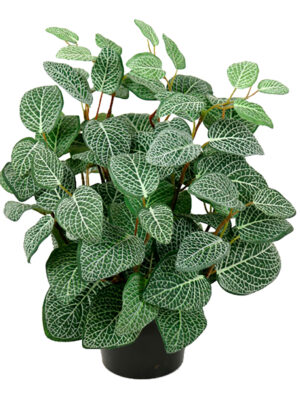 Fittonia, 34 cm