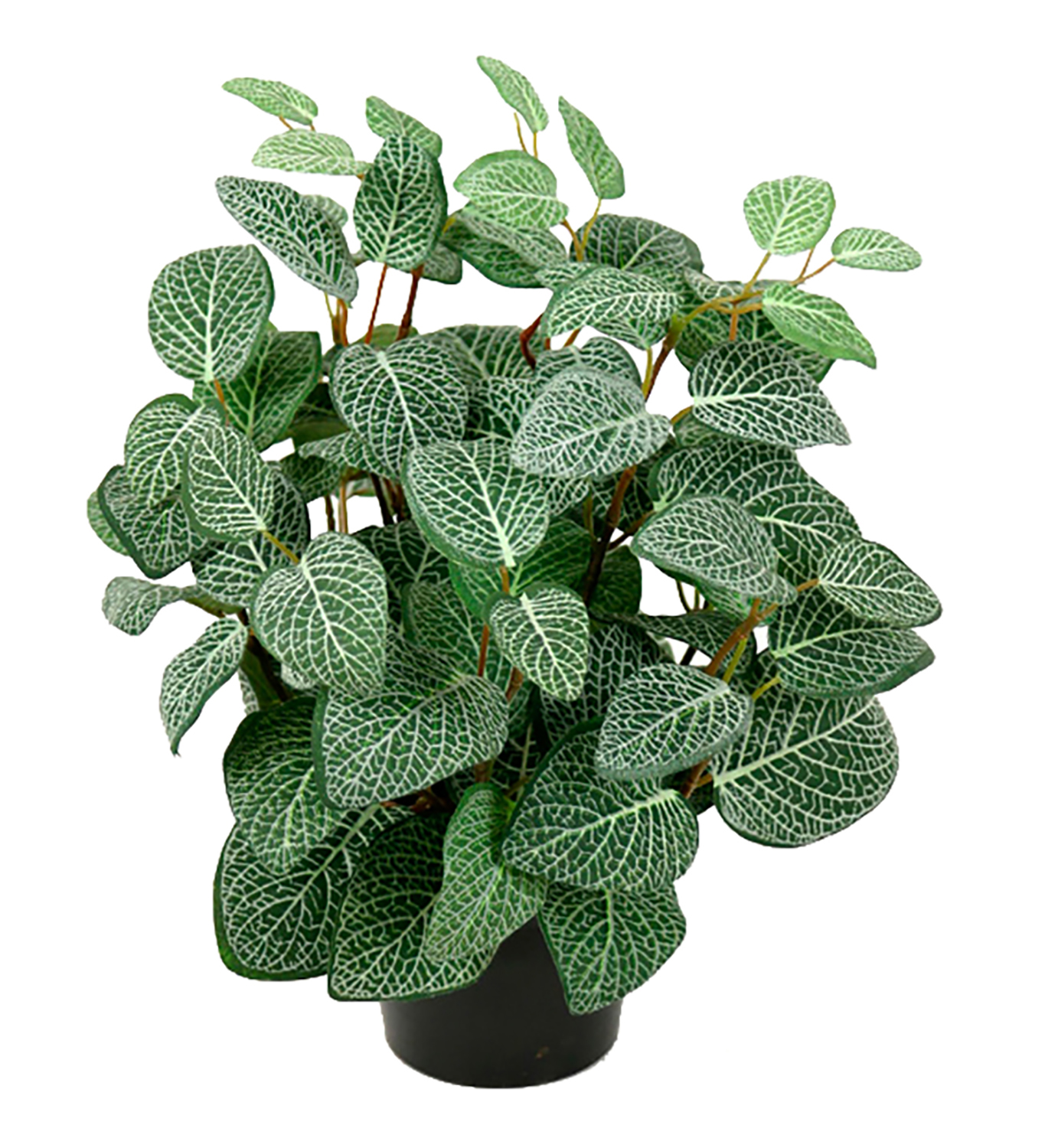 Fittonia, 34 cm