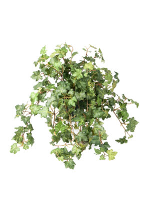 Efeu, 45 cm