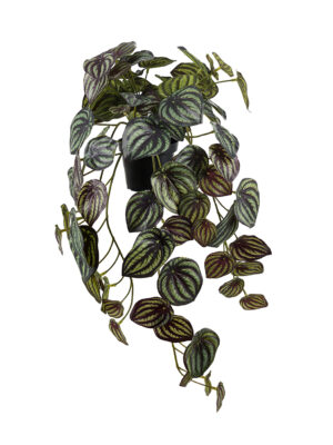 Peperomia, 45 cm